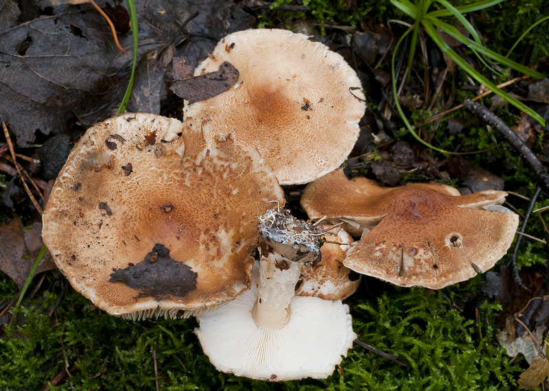 Lepiota cortinarius